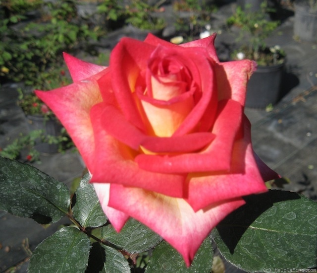 'Margie Bailey' rose photo