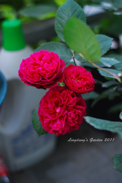 'Bicentenaire de Guillot ®' rose photo