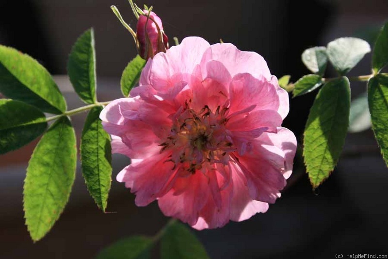 'Rosa majalis plena' rose photo