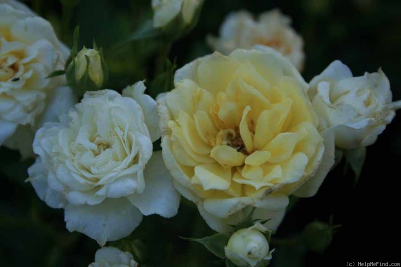 'Golden Mozart' rose photo