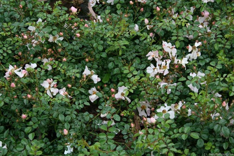 'Immensee (shrub, Kordes 1982)' rose photo