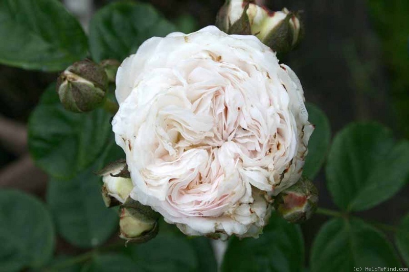 'Long John Silver (Rambler, Horvath, 1934)' rose photo