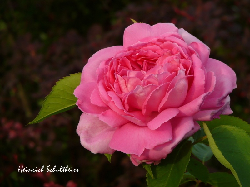 'Heinrich Schultheiß' rose photo