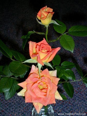 'Amber Star (miniature, Mander 1999)' rose photo