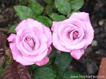 'Paradise ™ (hybrid tea, Weeks 1975)' rose photo