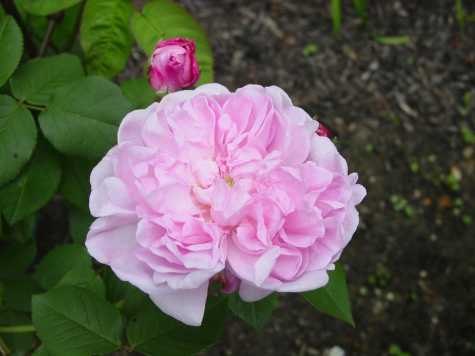 'RoseLady44's Garden'  photo