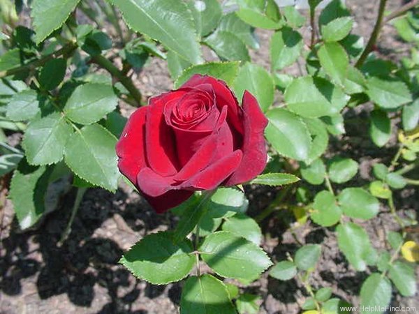 'Memphis King ™' rose photo