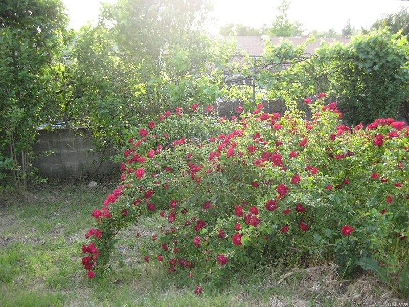 'Dr. Huey' rose photo