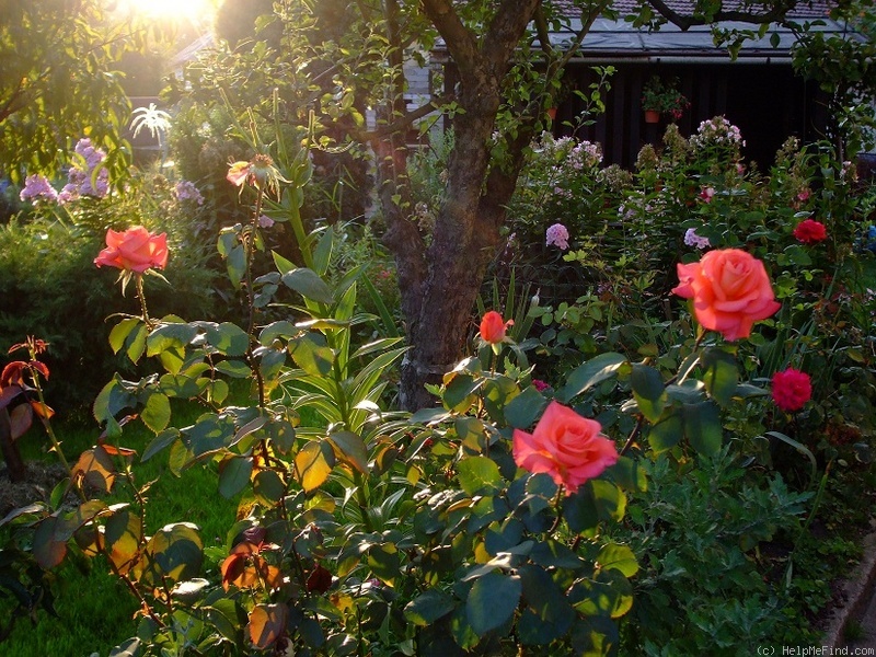 'Königin der Rosen ®' rose photo