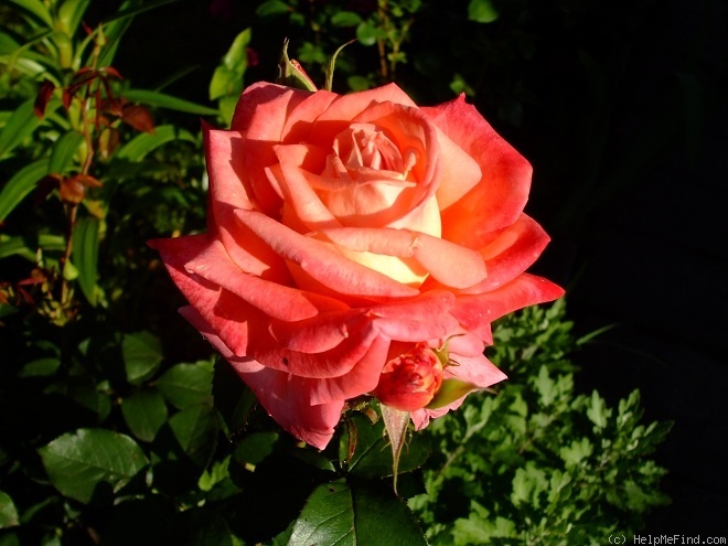 'Königin der Rosen ®' rose photo