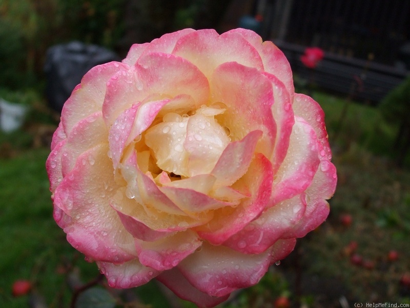 'Rittertum' rose photo