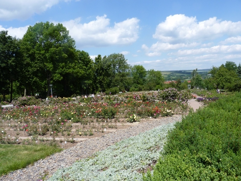 'Sangerhausen / Europarosarium Sangerhausen'  photo