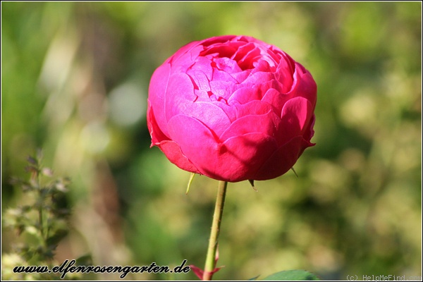 'Pomponella ® (floribunda, Kordes 2005)' rose photo
