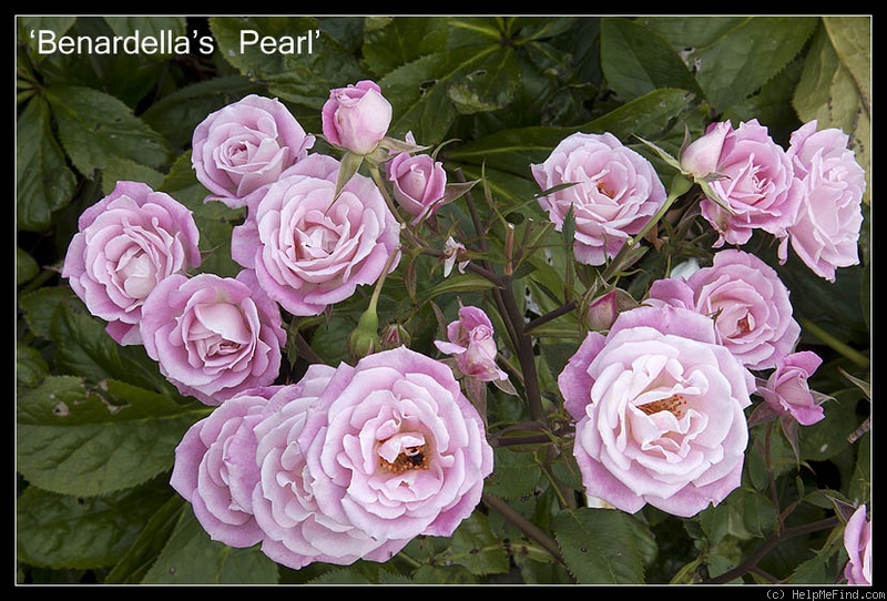 'Benardella's Pearl' rose photo