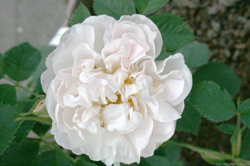 'Rosa alba maxima' rose photo