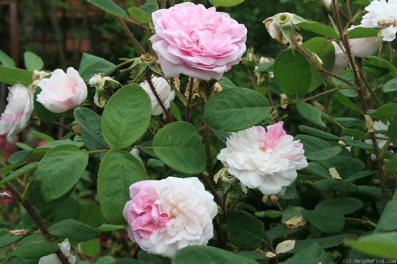 'Rosa centifolia muscosa alba' rose photo