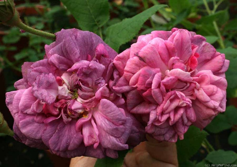 'Gallica Tricolore' rose photo