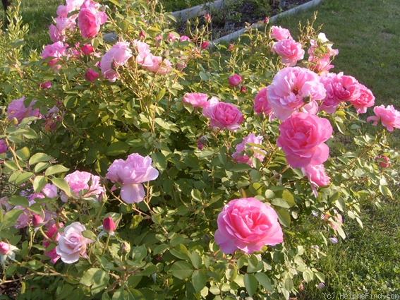 'Hyde Hall ®' rose photo
