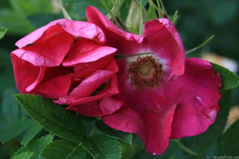 'Rote Hannover' rose photo