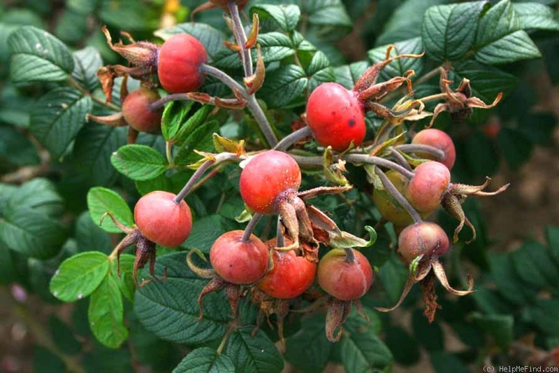 'Rotes Phänomen' rose photo