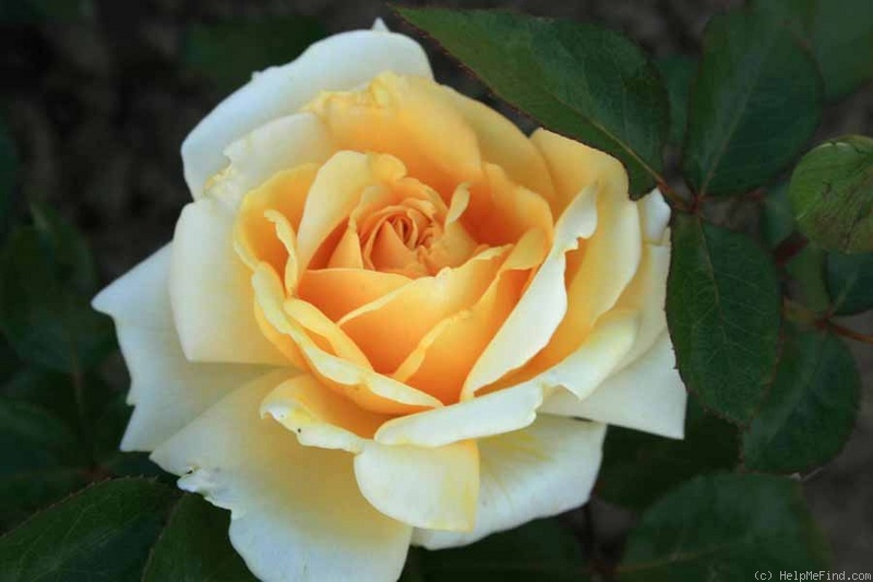 'Winter Sun ® (Hybrid Tea, Kordes 2001)' rose photo