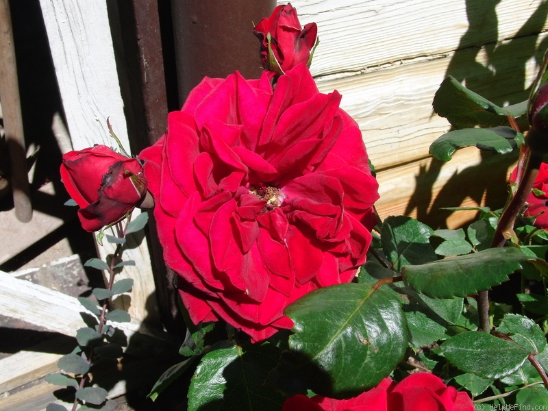 'Ulmer Münster' rose photo