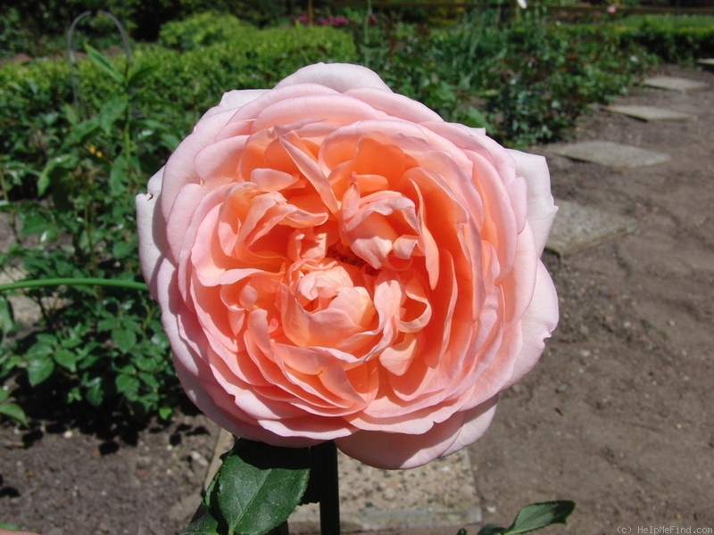 'Zitronenrose' rose photo