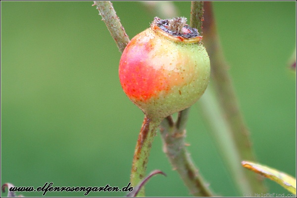 'Rosa Mundi (gallica, before 1658)' rose photo