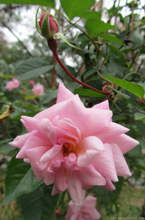 'Marie Daley' rose photo