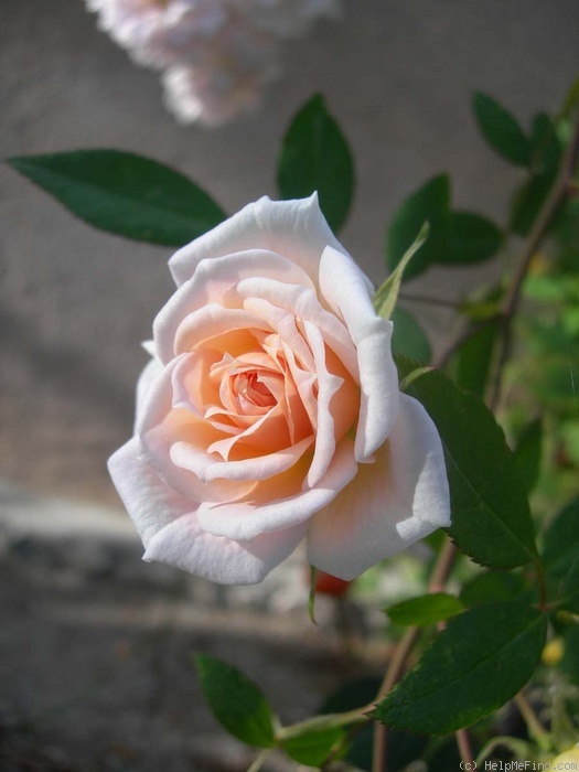 'Softee (miniature, Moore 1983)' rose photo