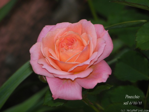 'Pinocchio (floribunda, Kordes, 1940)' rose photo