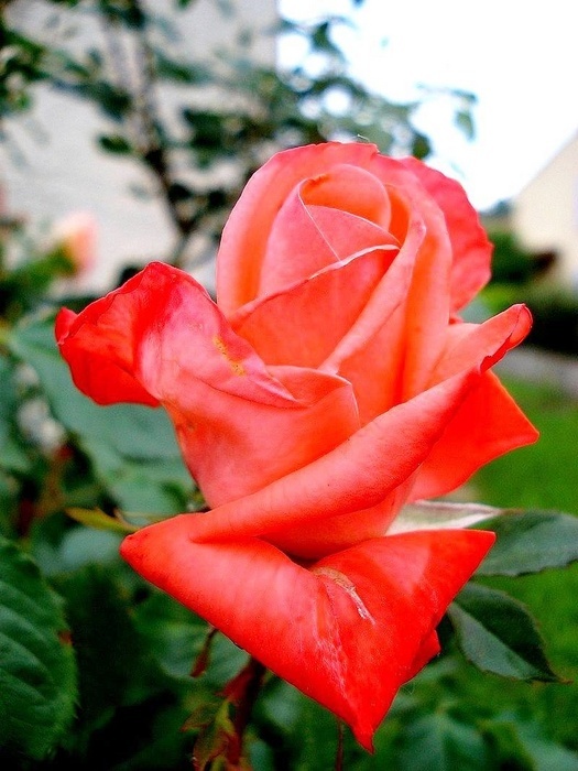 'Courtoisie ®' rose photo