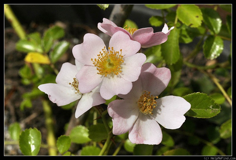 'Immensee (shrub, Kordes 1982)' rose photo