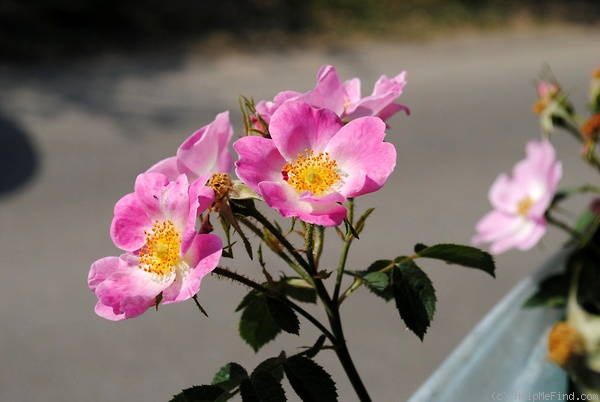 'Flora McIvor (hybrid rubiginosa, Lord Penzance, 1894)' rose photo