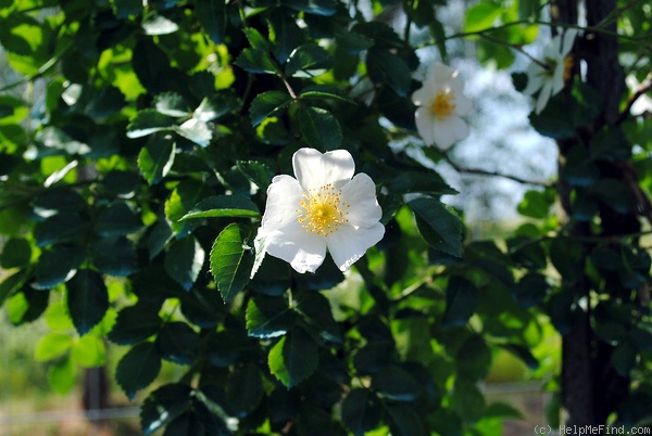 '<I>Rosa wichuraiana</I> Crép. synonym' rose photo