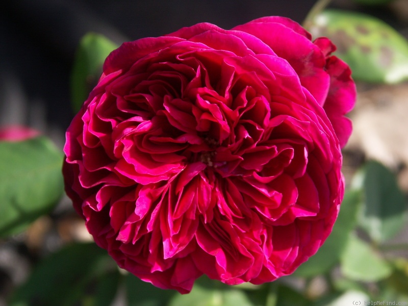 'Rouge Royale ®' rose photo