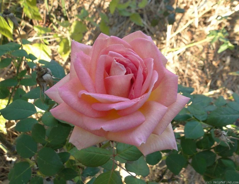 'The Lady' rose photo