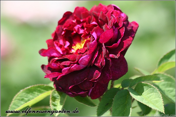 'Tuscany (Gallica, Unknown, before 1819)' rose photo