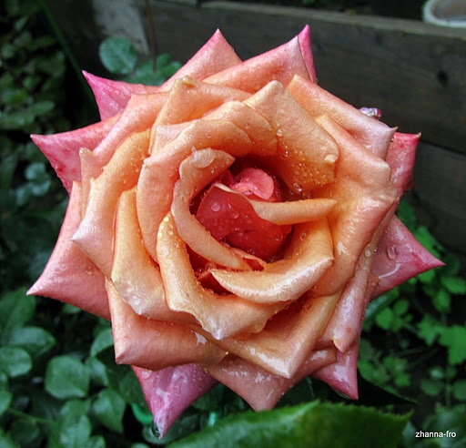 'Rhosyn Margaret Williams' rose photo