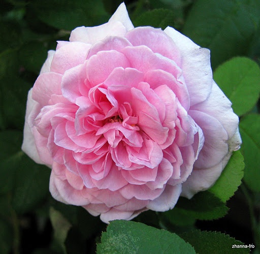 'Comte de Chambord - in commerce (possibly 'Mme Boll')' rose photo