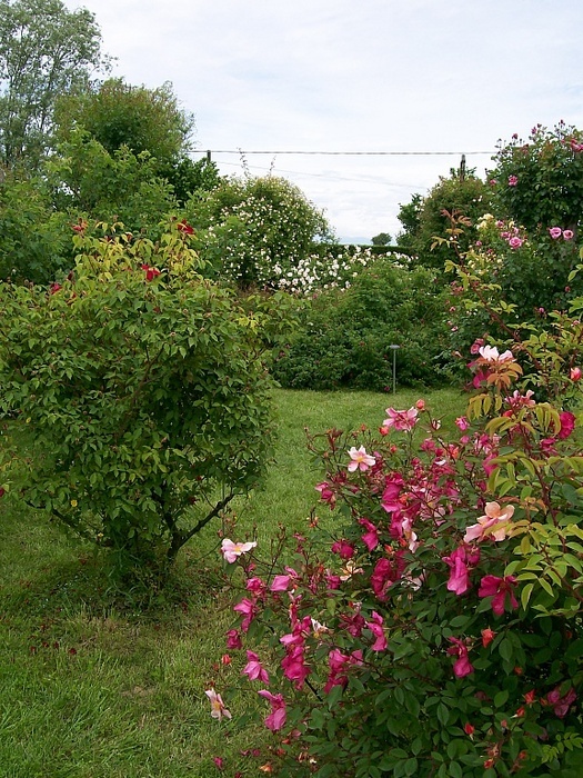 'Mutabilis (china, Unknown, before 1894)' rose photo