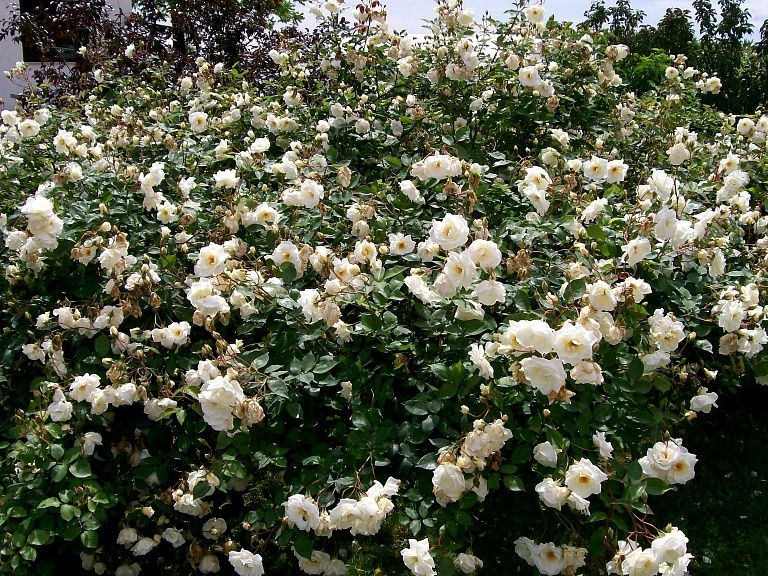 'Pax (Hybrid Musk, Pemberton, 1918)' rose photo