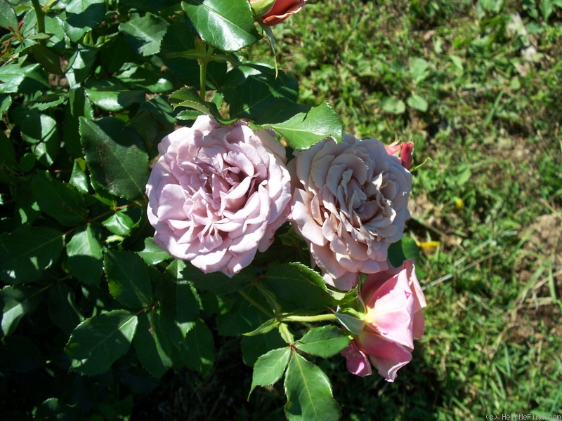 'Koko Loco (Floribunda, Bedard, 2010)' rose photo