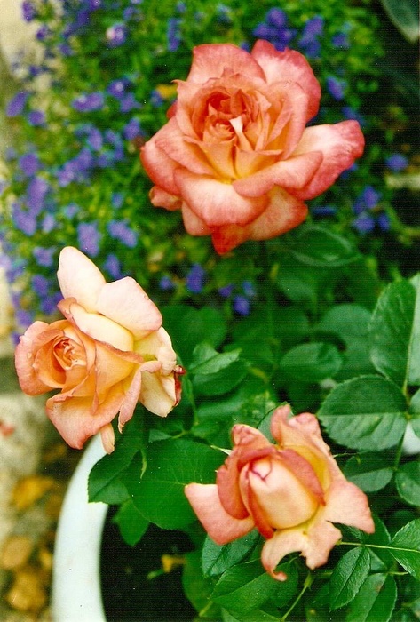 'Renaissance ® (hybrid tea, Gaujard, 1986)' rose photo