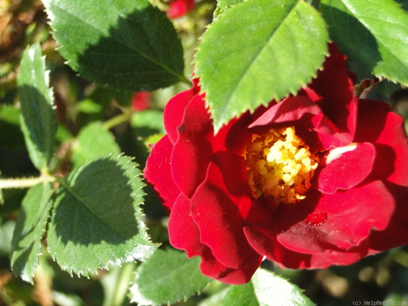 'Fuzzy Wuzzy Red' rose photo
