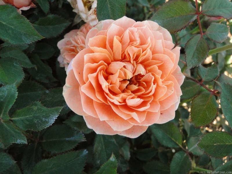 'Julie Link (Miniature, Moore, 2005)' rose photo