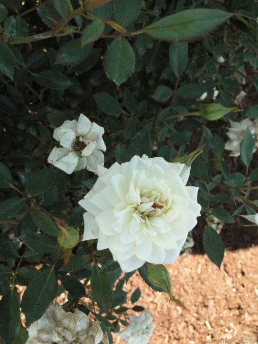 'Snow Twinkle ™ (Miniature, Moore, 1987)' rose photo