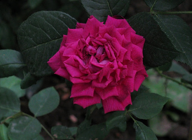 'Abbé Bramérel (Hybrid Perpetual, Guillot, 1871)' rose photo