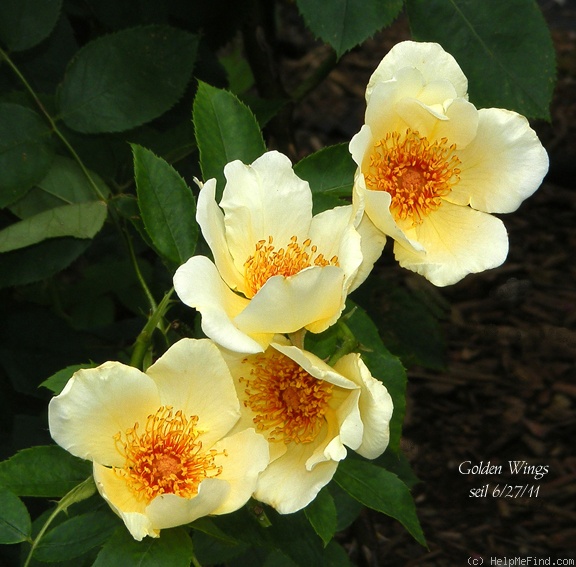 'Golden Wings (Shrub, Shepherd, 1956)' rose photo