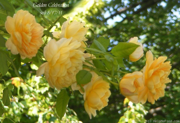 'Golden Celebration ™' rose photo